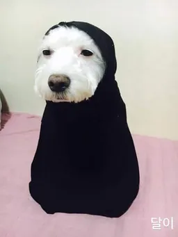자공이