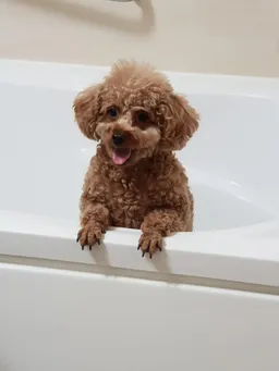 룰루영심