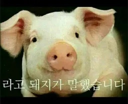 저기압일땐 고기앞으로