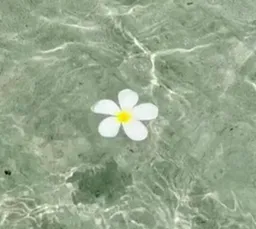푸르