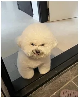 사악한비숑