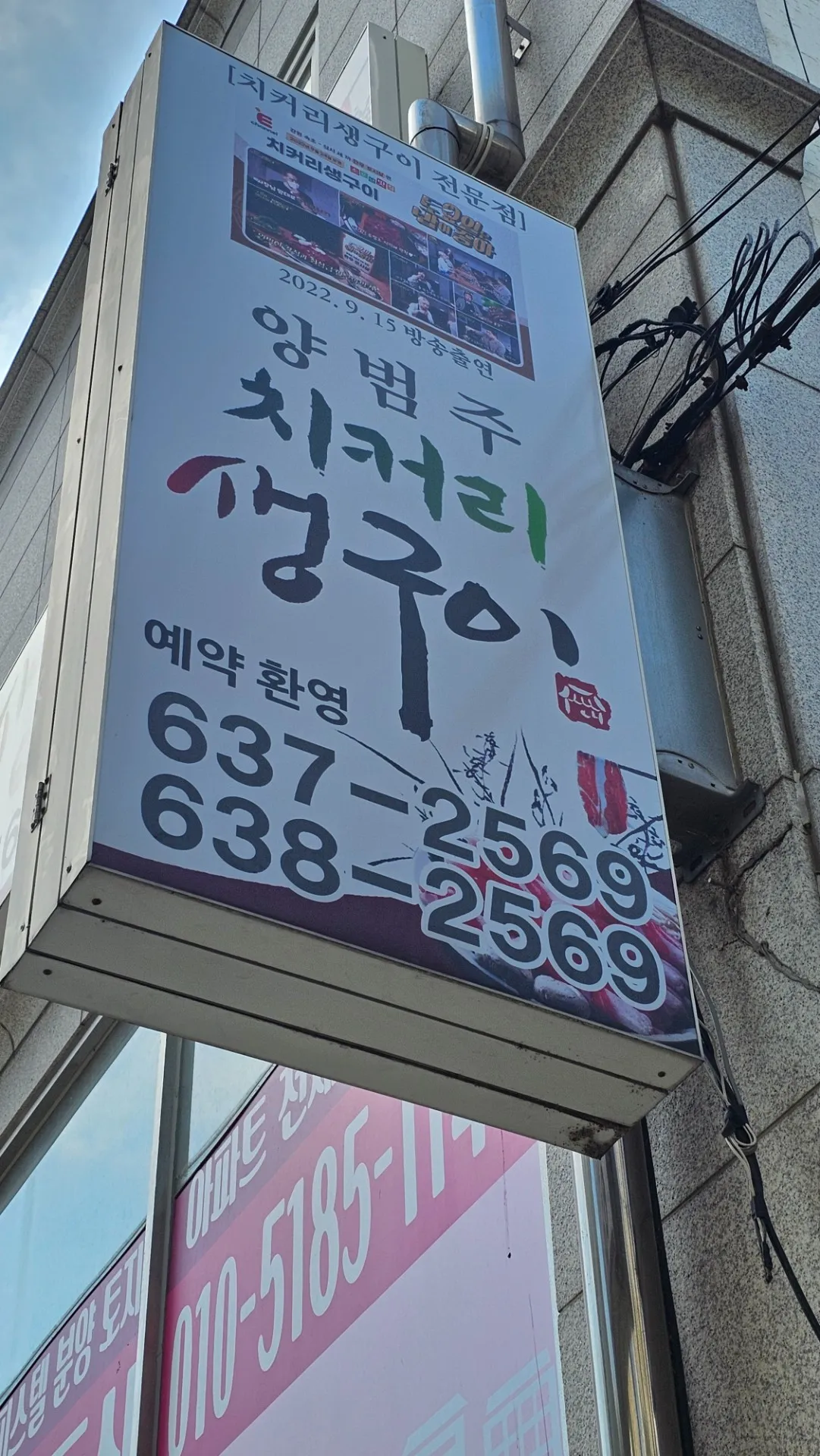 Chicory Saenggui photo 6