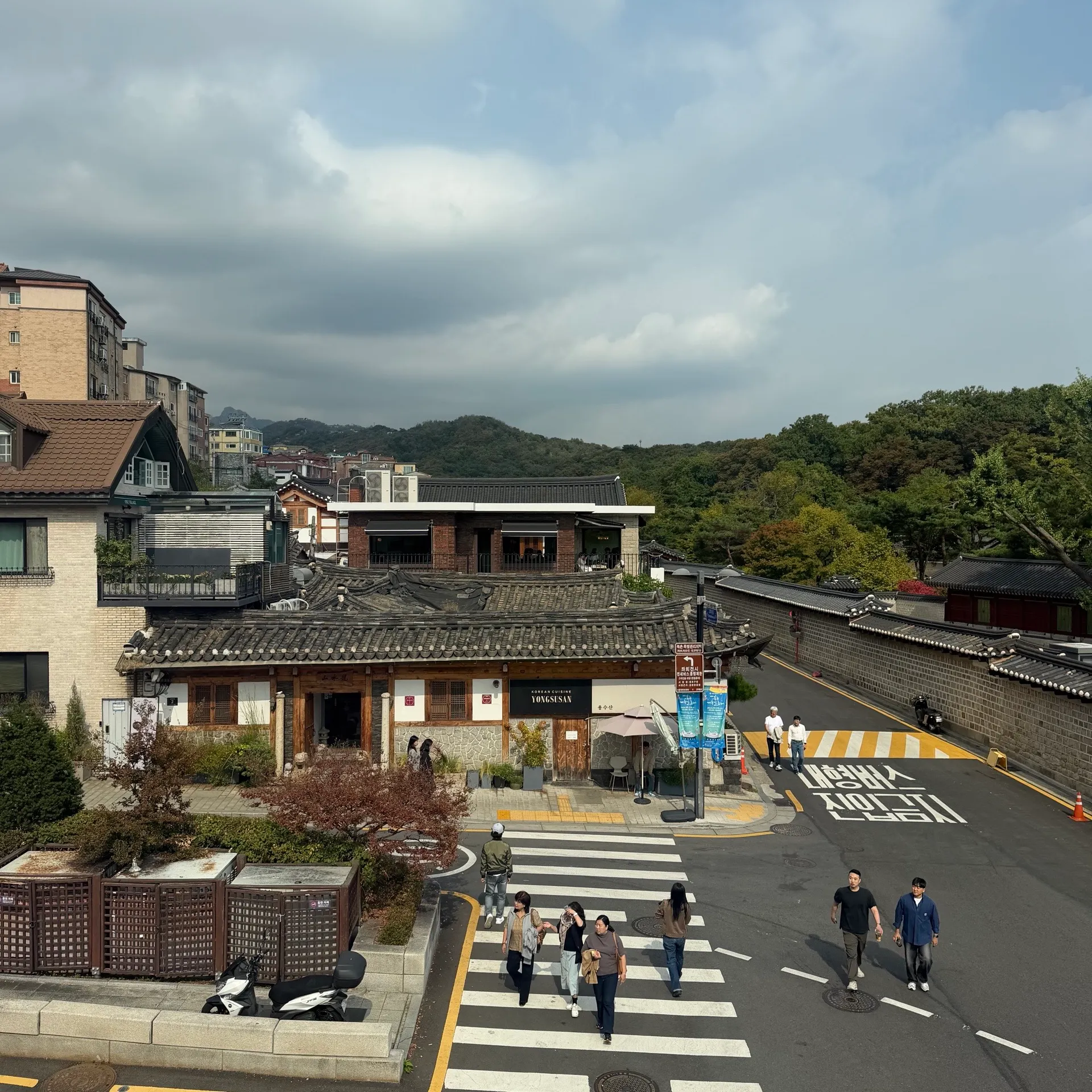 회화나무 사진 3
