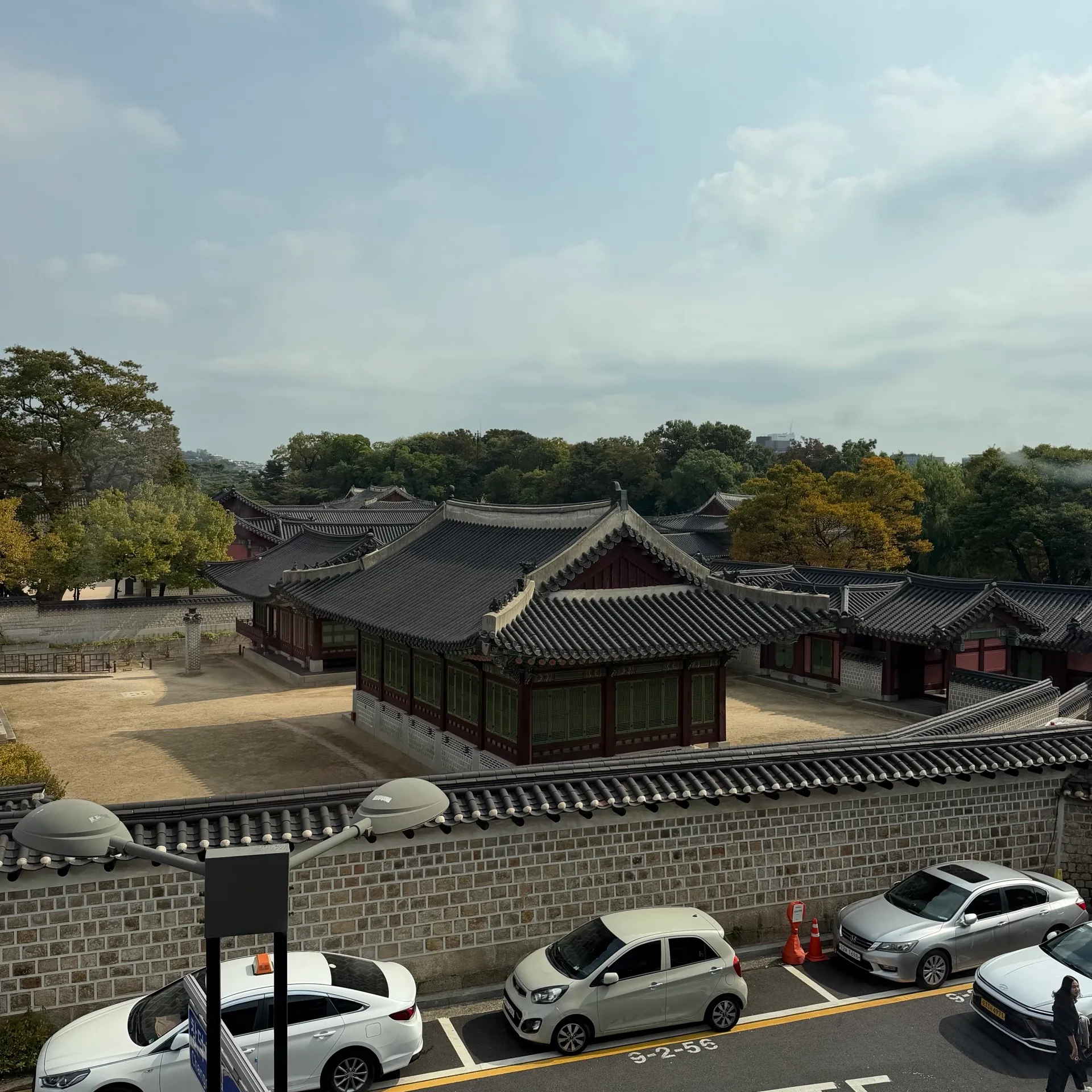 회화나무 사진 1